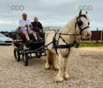 14hh palamino and white cob mare, 4 years old. Well marked. Passported. Ride and drive, although needs more schooling. 
