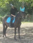 Sienna, a golden oldie with a lot more life left in her. Please don't be put off, I'm not asking millions for her. Homes will be vetted. Sienna is a 14.3hh trotter mare, reg with STAGBI. She's 20 years old. She's still full of life with no stiffness, lameness, injuries, etc. She's got the best back and legs I've ever seen on a horse. 