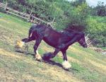 Gypsy, 13hh, 7 year old ride and drive black cob mare. Good to catch, good to load, good to travel, good for farrier and dentist. 
