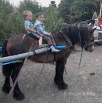 For sale chocolate dun 3 year old filly, proper old fashioned type, 12.1/2hh like an old pit pony. Recently broken to drive, my wife and kids drive her out daily. 