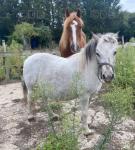 Mini Shetland for sale 13 years old. Really quiet little pony rides and drives. 