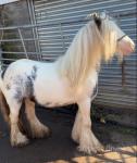 Bluey, this is to no fault of his own but I'm selling him because I have no time for him, just started my job and he's stuck in the shed and would rather see some youngster learn on him. 
