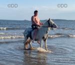Bluey, Ride and Drive Colt