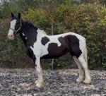 Piebald mare, 10 years old, ride and drive. This mare has an extremely kind nature and placid temperament, she is easy to catch from a field, is happy to live in or out and will live alone or in company. 