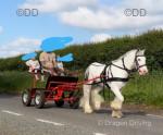 Here's Rupert the 13.1hh blagdon pony. This is a special boy that will not disappoint. On the ground he's good to lead and handle by adults or children. He's brilliant for the farrier who refers to him as the smiling pony. This boy will stand to be groomed all day. Will pickup all 4 feet even allowing children to do so. 