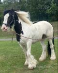 14.2hh gelding cob for sale, ride and drive. Has done some jumping. Age 9. Excellent temperament, bombproof. I bought this cob for my 10 year old son unfortunately it is too strong for him so needing something smaller. 