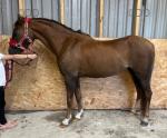 Kind home wanted for lovely 12.2hh fully registered Welsh B mare, 13 years old. Quiet in all ways, she's responsive on the lead rein and steady & safe off lead rein. Good LR or first pony. Good to hack out, with traffic, in open spaces. 