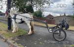 Ride and Drive mare, 2 years old, standing 13hh now and very “bum high” estimated to finish 14.2hh. Recently been broken to drive, She's absolutely perfect at islands, junctions, etc... Really kind mouthed, no heavy pulling etc... She's currently in a quick hitch harness and 2 wheeler. Snaffle bit, good in heavy traffic, generally a sensible filly. 

