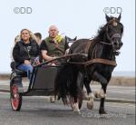 Ride and drive horse home bred Welsh cob. Been on drives, four wheelers, hacks out in company or on own. 