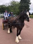 Billy-Boy, he genuinely is “the” best ride & drive quality cob you could wish for. Billy-Boy has been with us for 5 years. He's perfect in every way. Rides under saddle / hacks like a dream.
