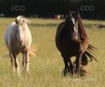 Mare & Filly