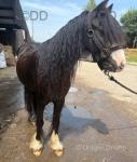 Ted, 12hh/12.1hh 3 year old mini cob gelding who is a little saint in all ways. Good to groom/bath will stand for hours, good with children and loves a fuss, turns out in a mixed herd, good in the stable can muck out around him no problem. 