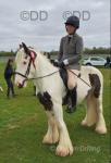 14.2hh silver/lemon/white cob, 5 year old gelding. Ride and drive. Perfect confidence giver we bought him for my daughter, he has given her a mass of confidence in such a short time. Very much more woah than go when driven one of the reasons for sale. He has done his job for us, but he would go all day. Good to do in all ways. Shod all round only because he is driven, would go without, really good feet. 