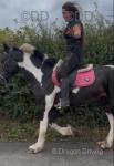 15.3hh 5 year old gelding. He's done Blackpool, done all the commercials drives, nothing he hasn't done, he is absolutely bombproof. 