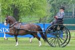 9 year old Hackney gelding by Renville Artillery. Sir as he is known at home is a very versatile horse. My friend brought him as a foal and I brought him as a 4 year old, I've owned him now for 5 years. He rides and drives, he's done a lot more driving than he has riding but he is a very straight forward horse with no vices. 