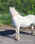 12hh Welsh Section A Mare