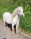 12hh Welsh Section A Mare