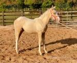 Filly Foal