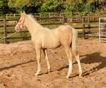 Filly Foal