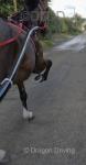 Hackney half bred, very sensible mare. Very quiet will stand all day for the farrier. She is 9 years old 14hh. She is all driving, I drive her in quick hitch. 