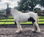 Approximately 13.2hh skewbald cob gelding 7 year old. Was a pet/ companion up until May this year. Ride/drive. 
