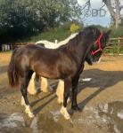 Welsh Section D Yearling Filly 
