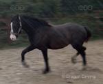 Welsh Section D Yearling Filly 