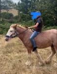 Around 3 year old and around 13.3hh gelding, ride and drive. Children ride around the field with head collar. 