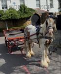 Nice ride and drive 5 year old red and white cob mare, stands at 12.3hh. Nice heavy cob. She is a very quiet pony to handle, easy to catch/shoe/box. 