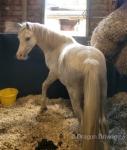 12.1hh Welsh Section A Riding Gelding 