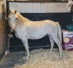 12.1hh Welsh Section A Riding Gelding 