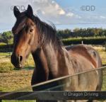 15hh approx bay 12 year old sec D ride & drive gelding. He's a clever little horse who thrives on work and had taken to driving this year like a duck to water. Trots out regularly on busy roads. Good to do in all ways. Does ride too but prefers to drive.  
