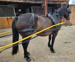 15hh Welsh Section D Ride and Drive Gelding