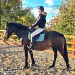 15hh Welsh Section D Ride and Drive Gelding