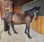 15hh Welsh Section D Ride and Drive Gelding