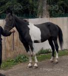 Here we got nice big coloured gelding, stands at 15.2hh, 13 years old. Very quiet and kind horse, to do great with farrier. Easy to catch and load, will live in or out. 