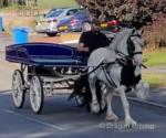 3 year old 14.2hh stepping filly. We have recently broken to drive. Unrecorded breeding, do have pictures of her mother with her as a foal at foot. 