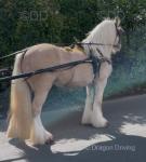 Very nice sort from head to toe, four good legs underneath her, good mane and tail, best of head. 