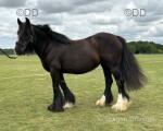 Toni the pony, 13.1hh Fell cross (2014) black 11 year old mare. Really sweet little pony who has come down from Scotland (owner too elderly to look after ponies now) and has been ridden all summer by small adults and a 1 year old boy on the lead rein. 