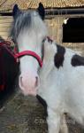 Missy, Filly