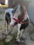 Missy, Filly