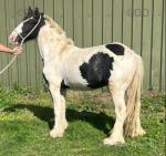 3 years old gelding, standing at 11.3hh now, still got a bit of growing to do. Broken to ride and drive, still a little bit green but coming on nicely. 
