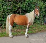Indie, 14.3hh Riding Mare
