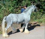 Mr Kippling, 12.1hh Riding Gelding 