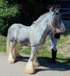 Mr Kippling, 12.1hh Riding Gelding 