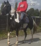 15hh Riding Mare