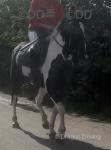 15hh Riding Mare