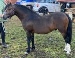 Bryngwenlli Seren Aur, 11.2hh Welsh Section A Stallion 