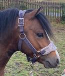 Bryngwenlli Seren Aur, 11.2hh Welsh Section A Stallion 