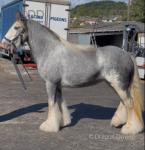 Lovely cob she is one smart animal all round, no bad ways. Can drive her in anything, good in traffic, good four legs underneath her. 
